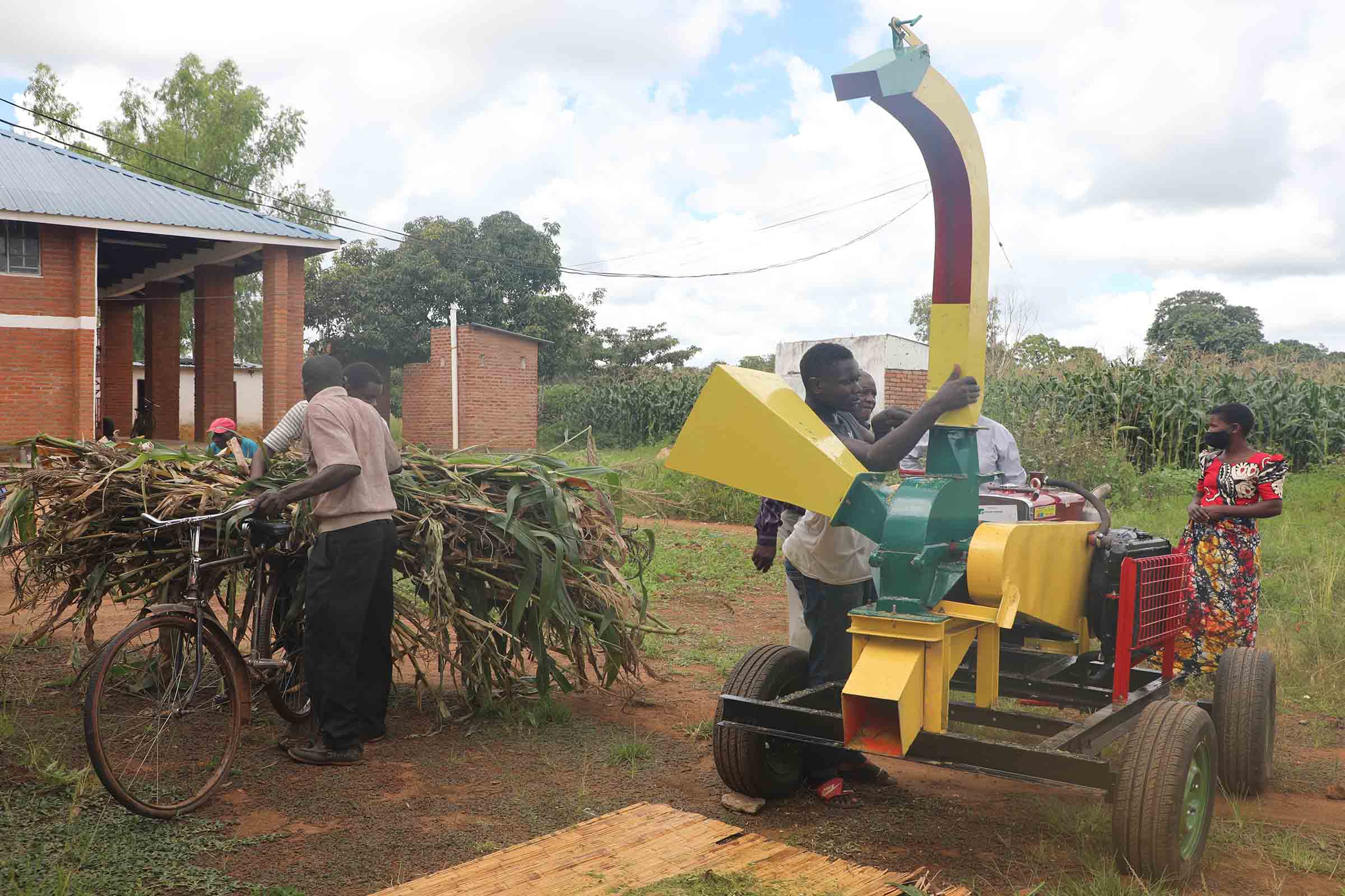 Maize stalks ready to be processed